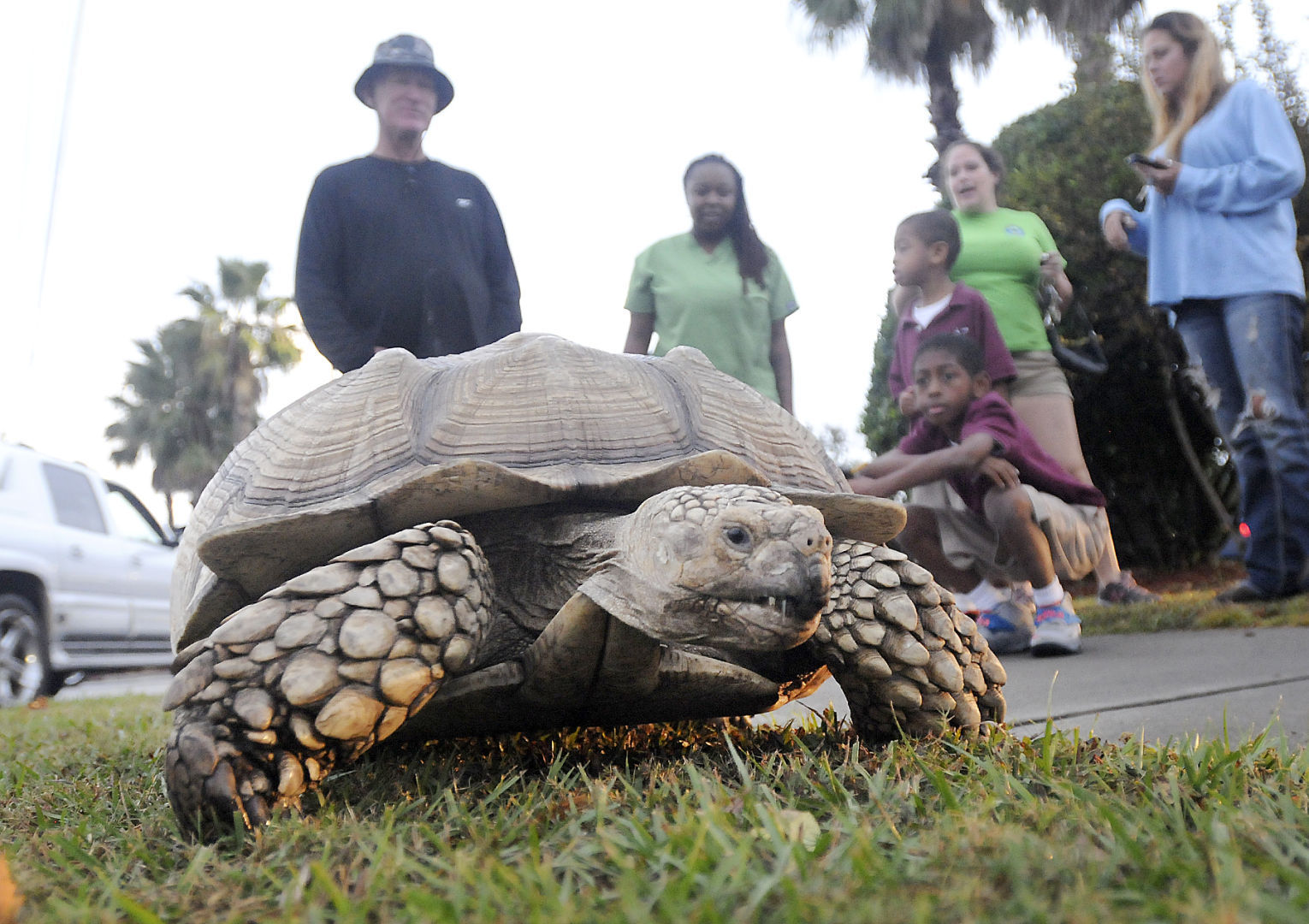 400 pound tortoise turns heads
